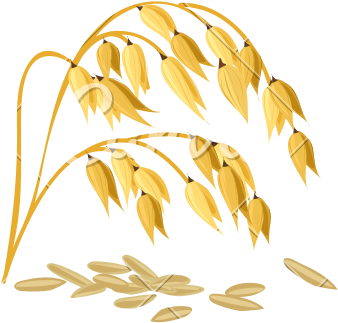 Wheat Grain Vector - Oat (800x565), Png Download
