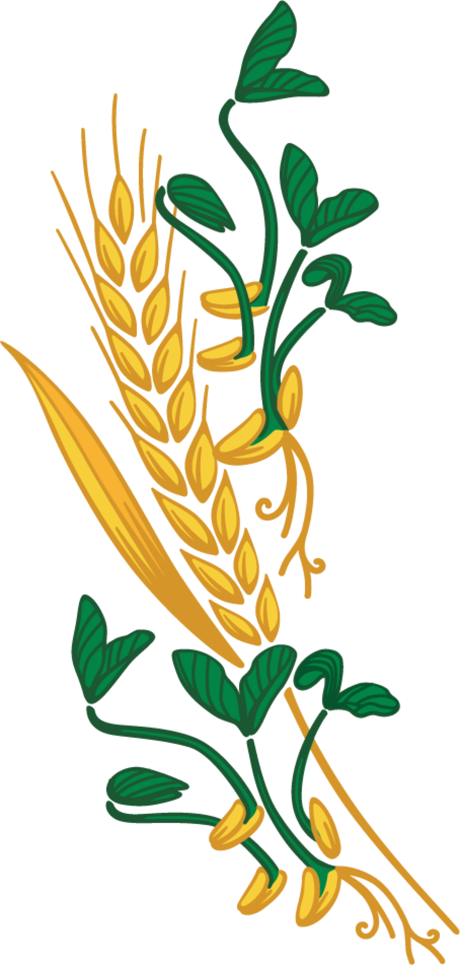 Wheat Clipart Png Download - Whole Grain (908x1902), Png Download