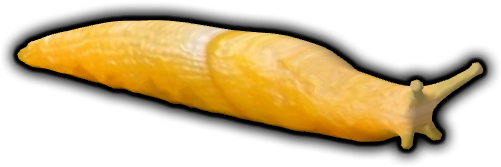 Banana Slug - Banana Slug Png (500x500), Png Download