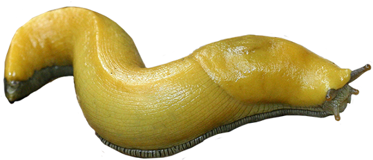 Slug Bug Bugs Freetoedit - Banana Slug Transparent (539x240), Png Download
