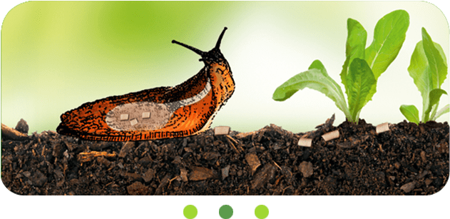 Slugs And Snails Stop Feeding On Your Plants Right - Snail (630x400), Png Download