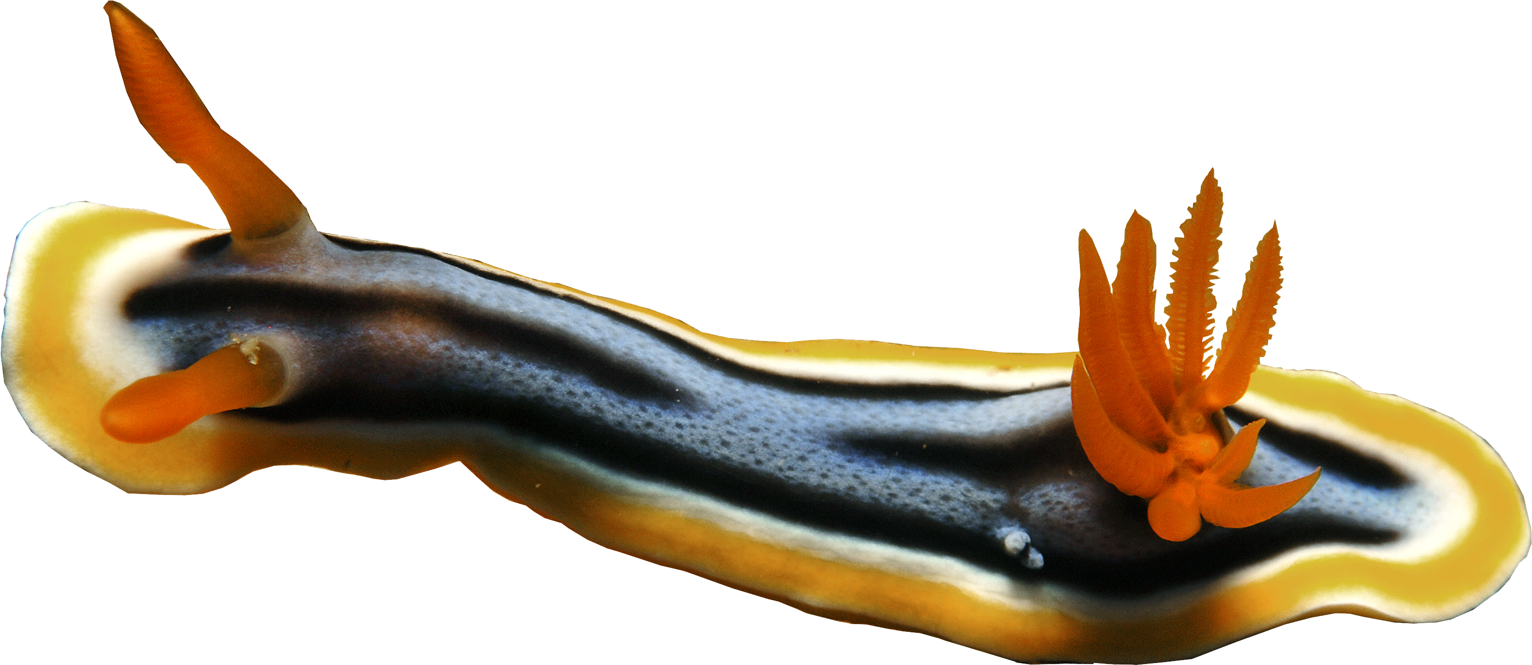 Hide Contributed By - Earwigs (3307x1536), Png Download
