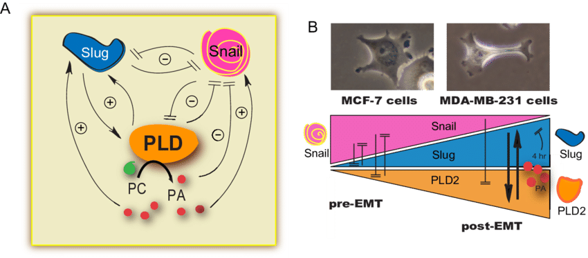 E Model Of Pld Regulation By Slug And Snail - Diagram (850x374), Png Download
