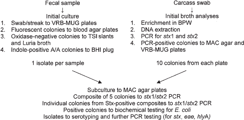 Outline Of Procedures For Identifying Shiga Toxin-producing - Escherichia (850x424), Png Download