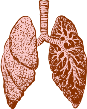 Midphase Mm-121 Fail Continues Merrimack's Losing Streak - Dealing With Bronchitis: Overcoming Bronchitis And (480x360), Png Download
