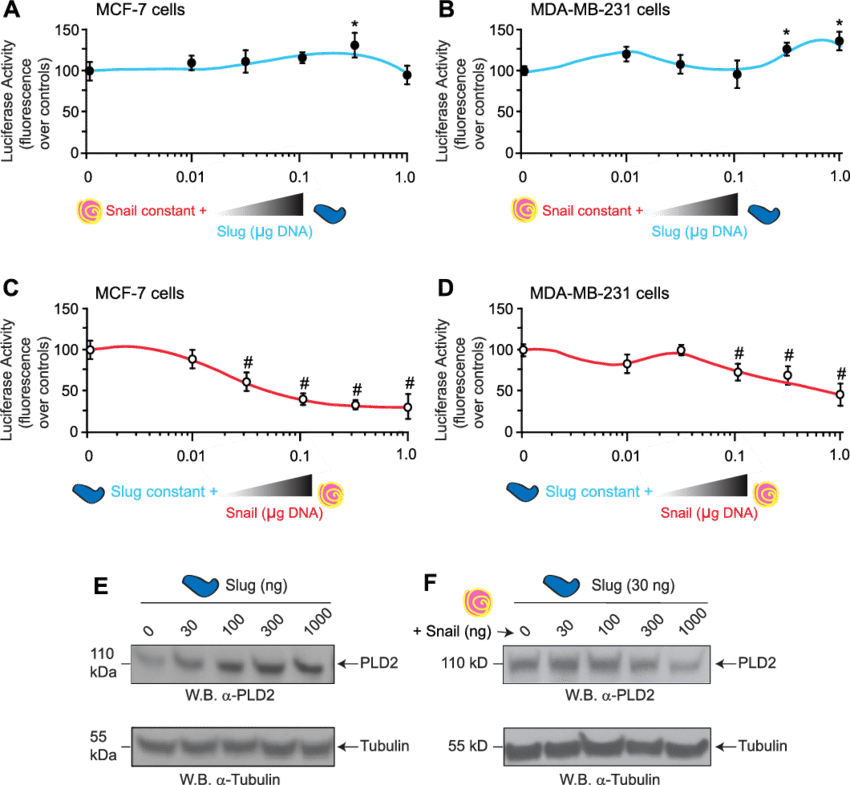 E Slug And Snail Differentially Regulate Pld2 In Low-versus - Diagram (850x785), Png Download