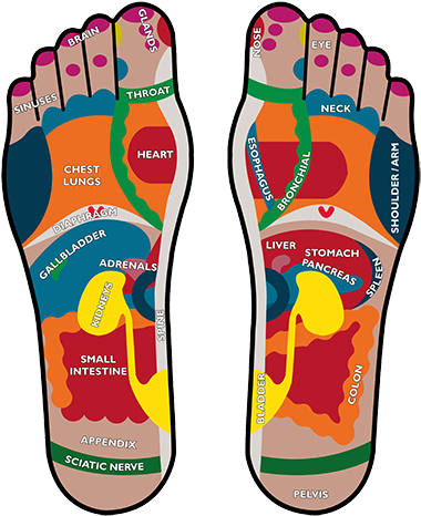 Foot Reflexology (quick Reference Guide) (400x490), Png Download
