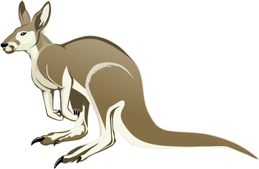 Kangaroo Png Transparent Image - Clipart Kangaroos (991x655), Png Download