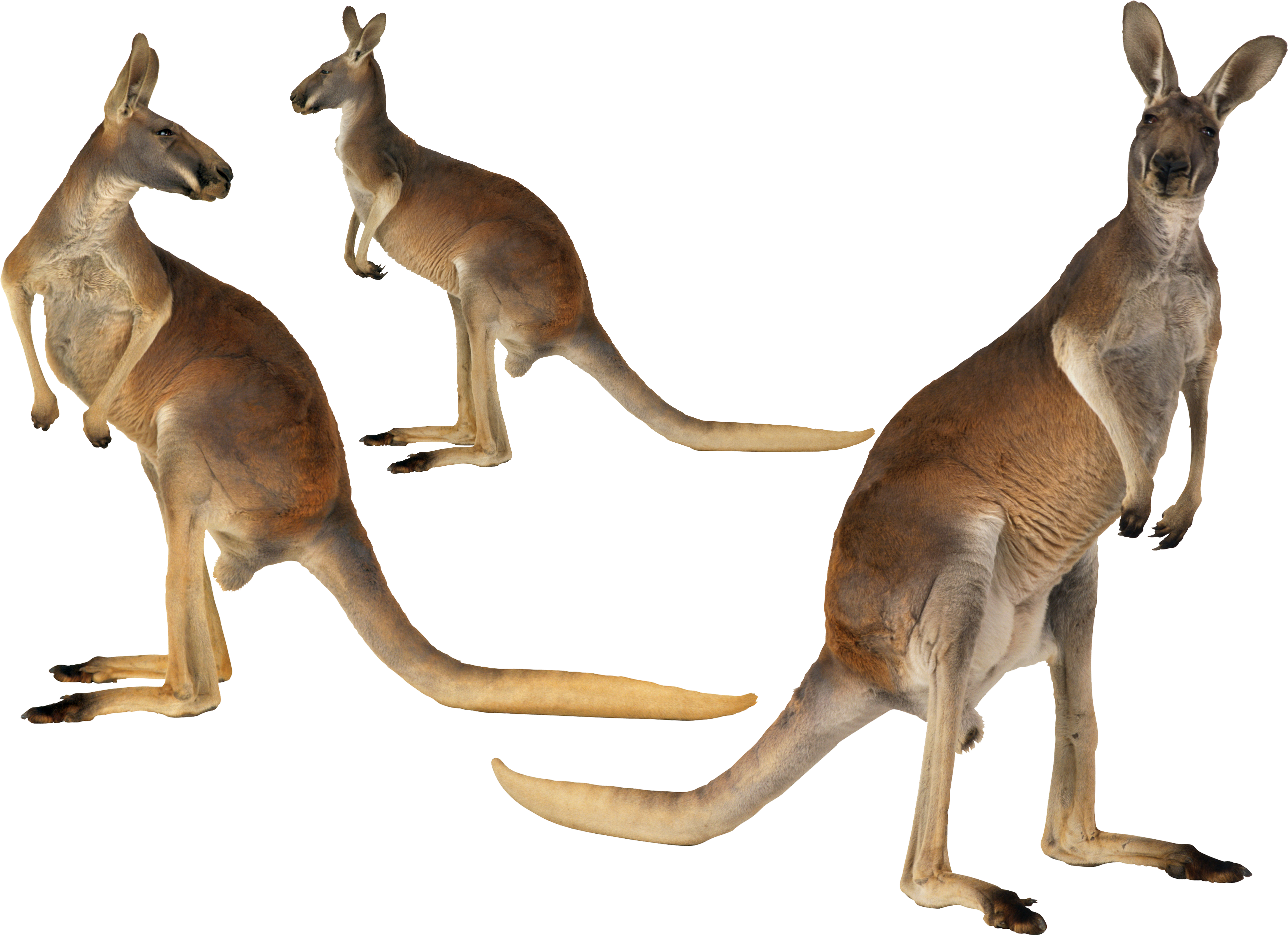 Kangaroo Island Australian - Tree Kangaroo Habitat Australia (4730x3425), Png Download