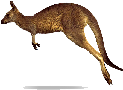 Kangaroo Png Clipart - Kangaroo Png (410x312), Png Download