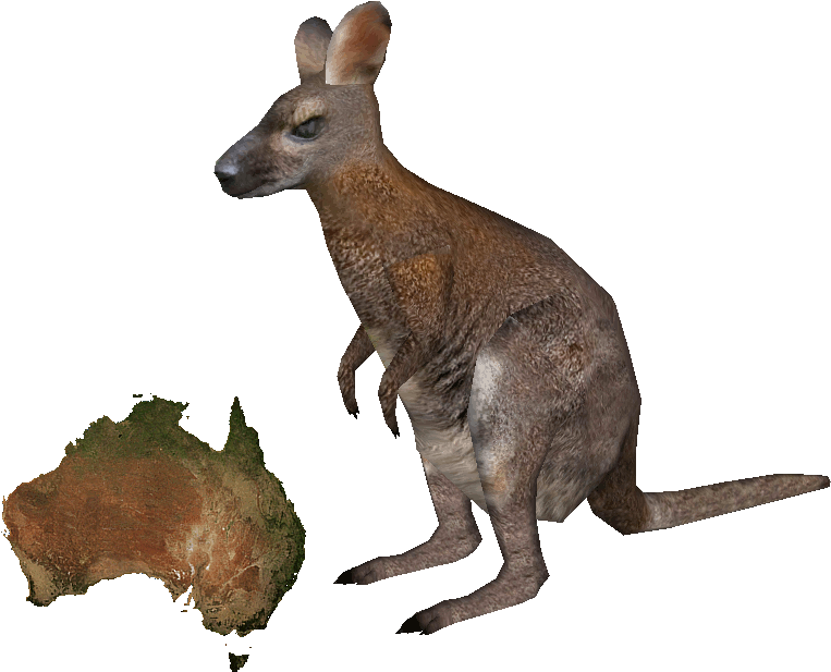 Red-necked Wallaby - Yellow Footed Rock Wallaby Png (762x762), Png Download