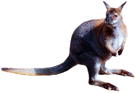 Animal Cut-out Of Kangaroo - Kangaroo (472x324), Png Download