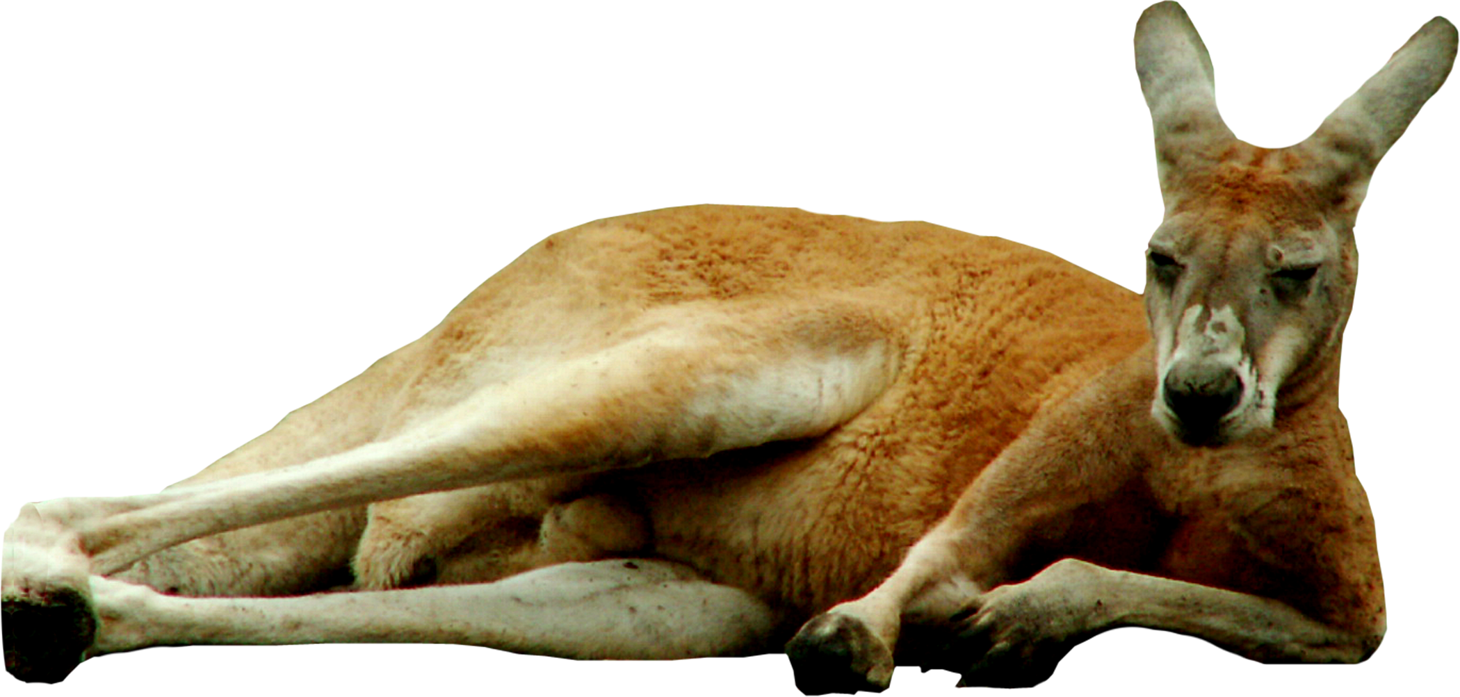 Kangaroo Png (2100x1003), Png Download