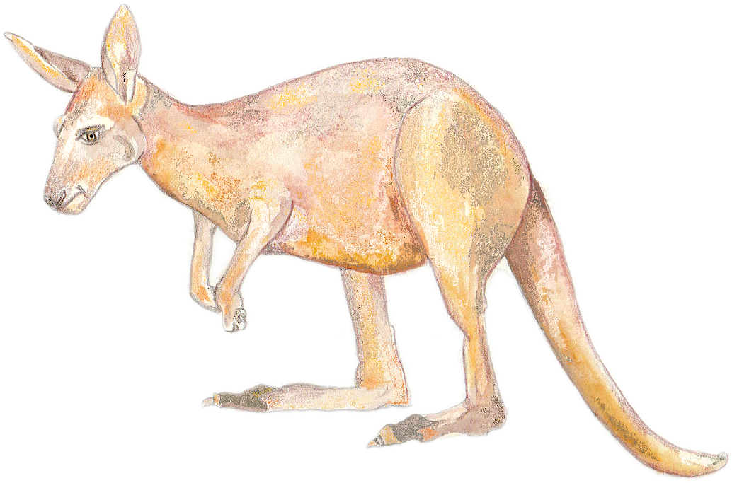 K Is For Kangaroo - Kangaroo (1534x1066), Png Download