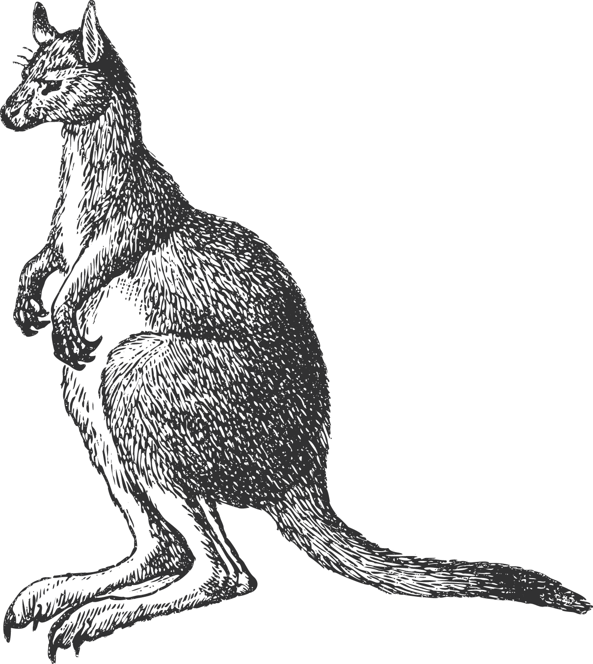 Kangaroo (1208x1353), Png Download