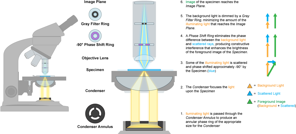 Phase Contrast Microscope Mechanics - Microscope (1200x600), Png Download