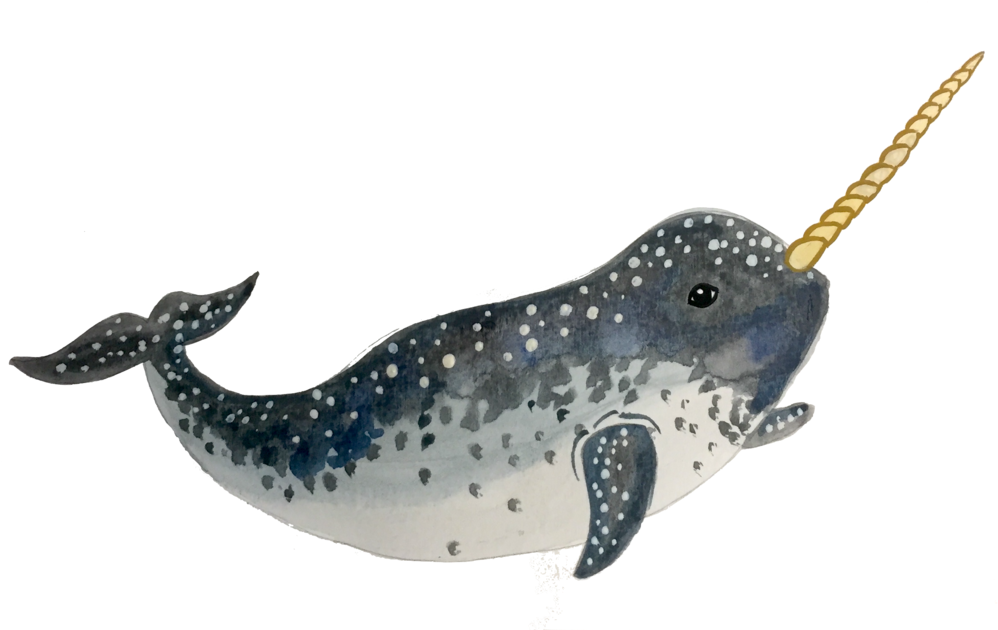 Narwhal (1000x639), Png Download