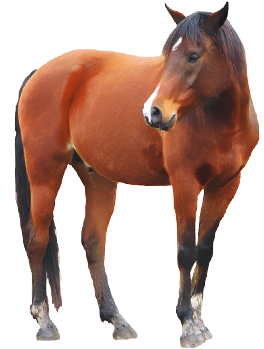 Dengan Berkuda Akan Membutuhkan Waktu 20 Hari Kerja - Horse With No Background (350x350), Png Download