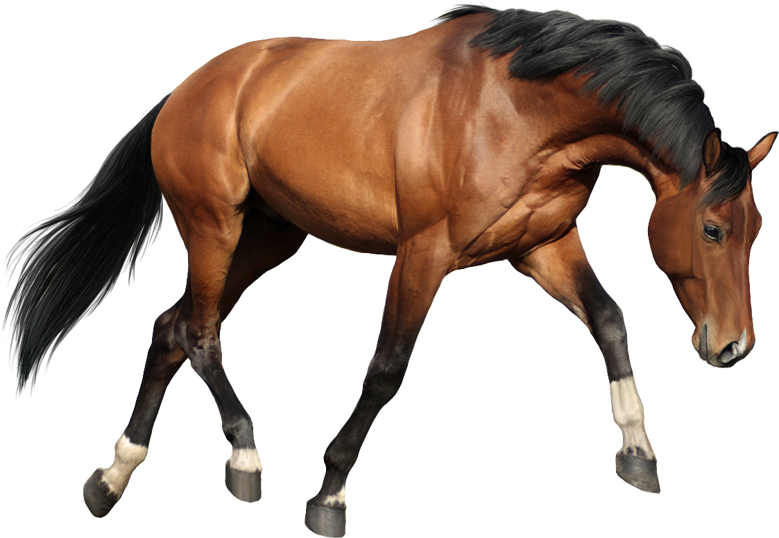 Bem Fácil Png - Imagens De Cavalos Png (1280x921), Png Download