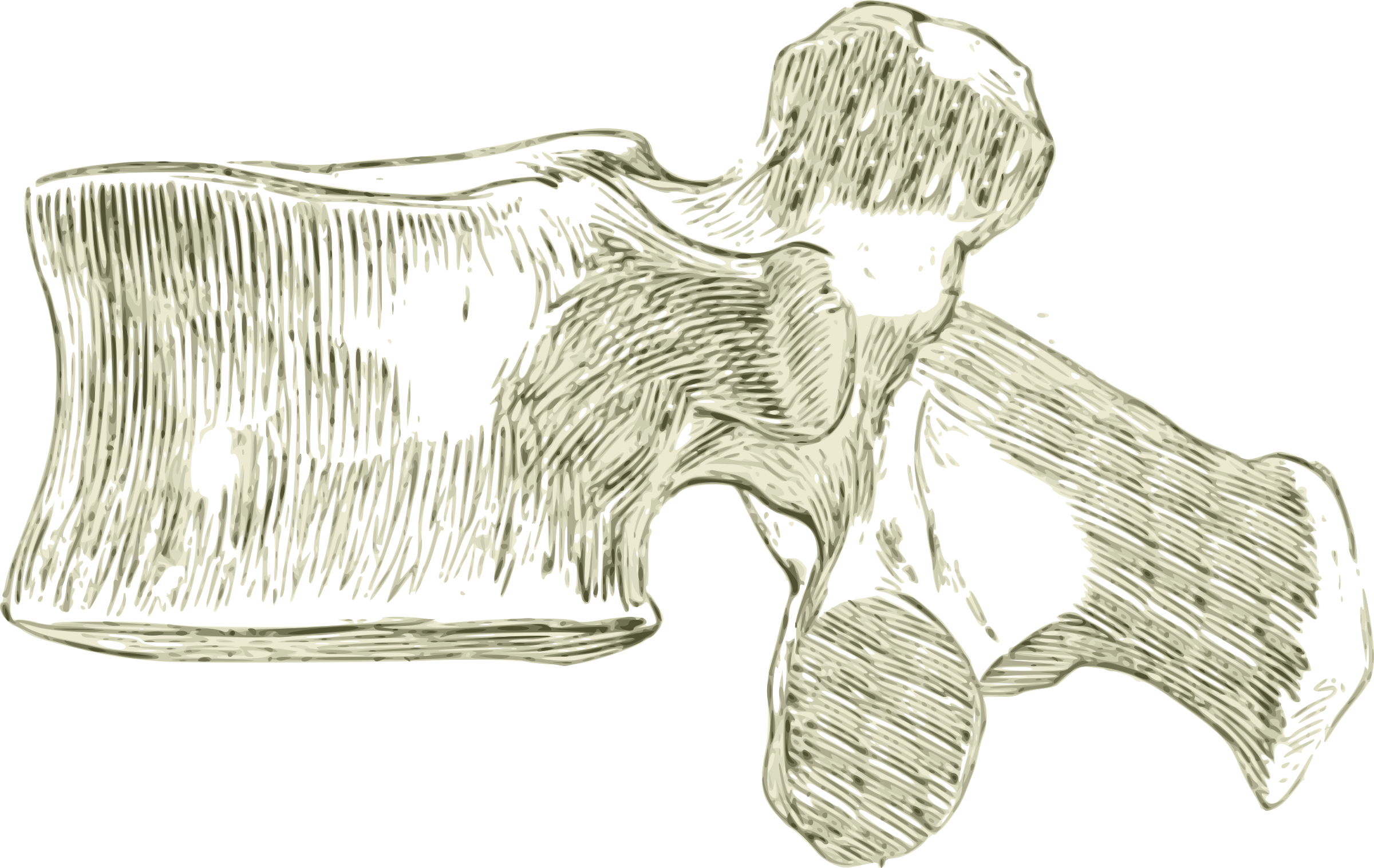 Spine Drawing Lumbar - Vertebra Lumbar Png (2400x1517), Png Download