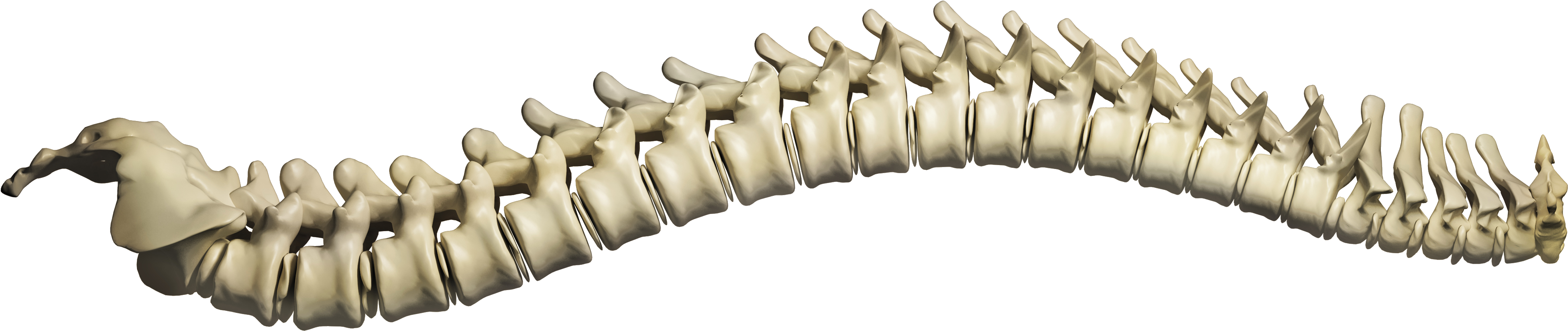 Chiropractic Spine Png - Chiropractic Abuse: An Insider's Lament [book] (4200x2009), Png Download