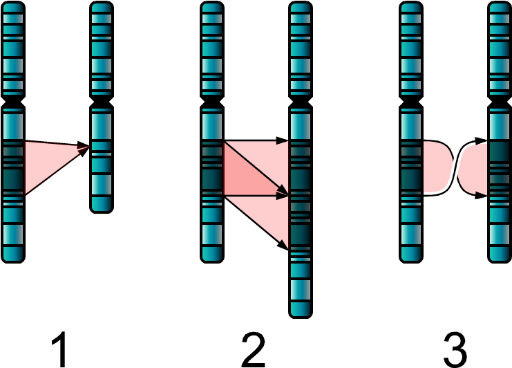Single Chromosome Mutations - Chromosome Mutation (752x544), Png Download