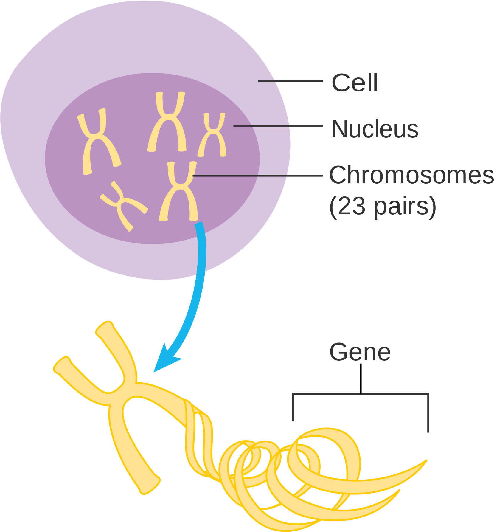Open - Chromosome Diagram Png (2000x1964), Png Download