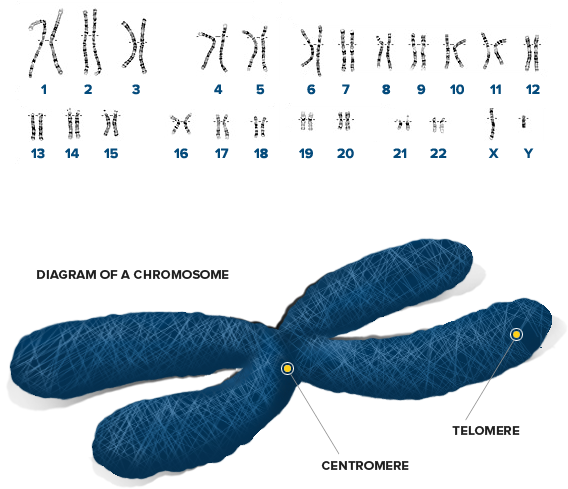 Diagram Of Chromosomes - First Edition: Great Feuds In Technology: Ten (578x494), Png Download