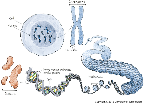 Chromosomes - Gen And Chromosome (615x451), Png Download