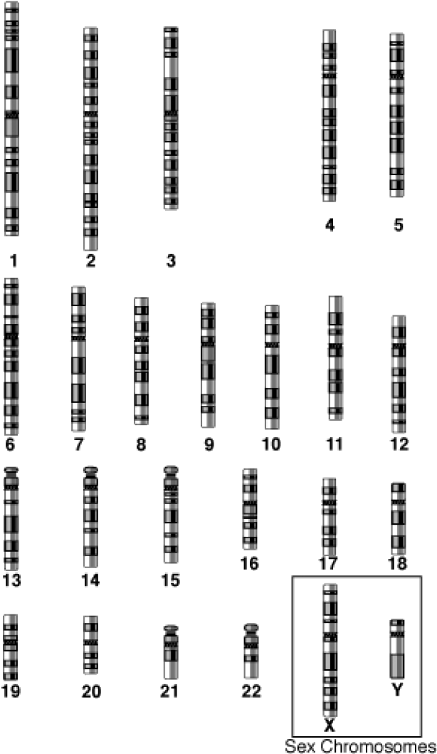 Autosomes And Sex Chromosomes - Chromosome (649x1106), Png Download