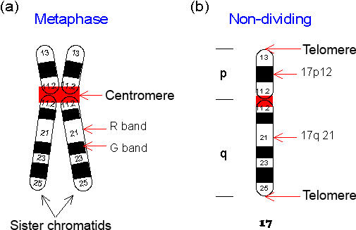 Schematic Drawing Of Chromosomes - Labeled Chromosome (511x334), Png Download