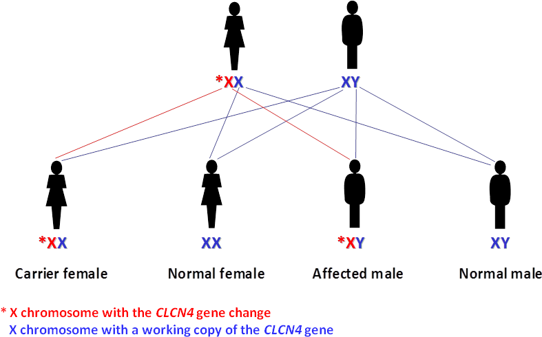 Passing On The X Chromosome With The Working Clcn4 - Diagram (853x511), Png Download