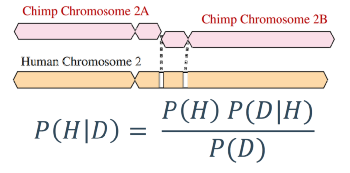 Yes, Human Chromosome 2 Fusion Really Is Evidence For - Bayes' Theorem (710x351), Png Download