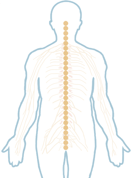 Mouse Over Any Of The 26 Vertebrae That Make Up The - Illustration (422x573), Png Download
