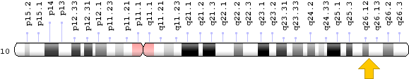 Related Information - Fgfr2 Gene (620x200), Png Download