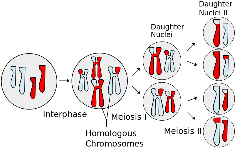 800px-meiosis Overview - Svg - Meiosis Mitosis (800x503), Png Download