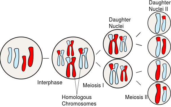Homologous Chromosome - Homologous Chromosomes In Meiosis (578x363), Png Download