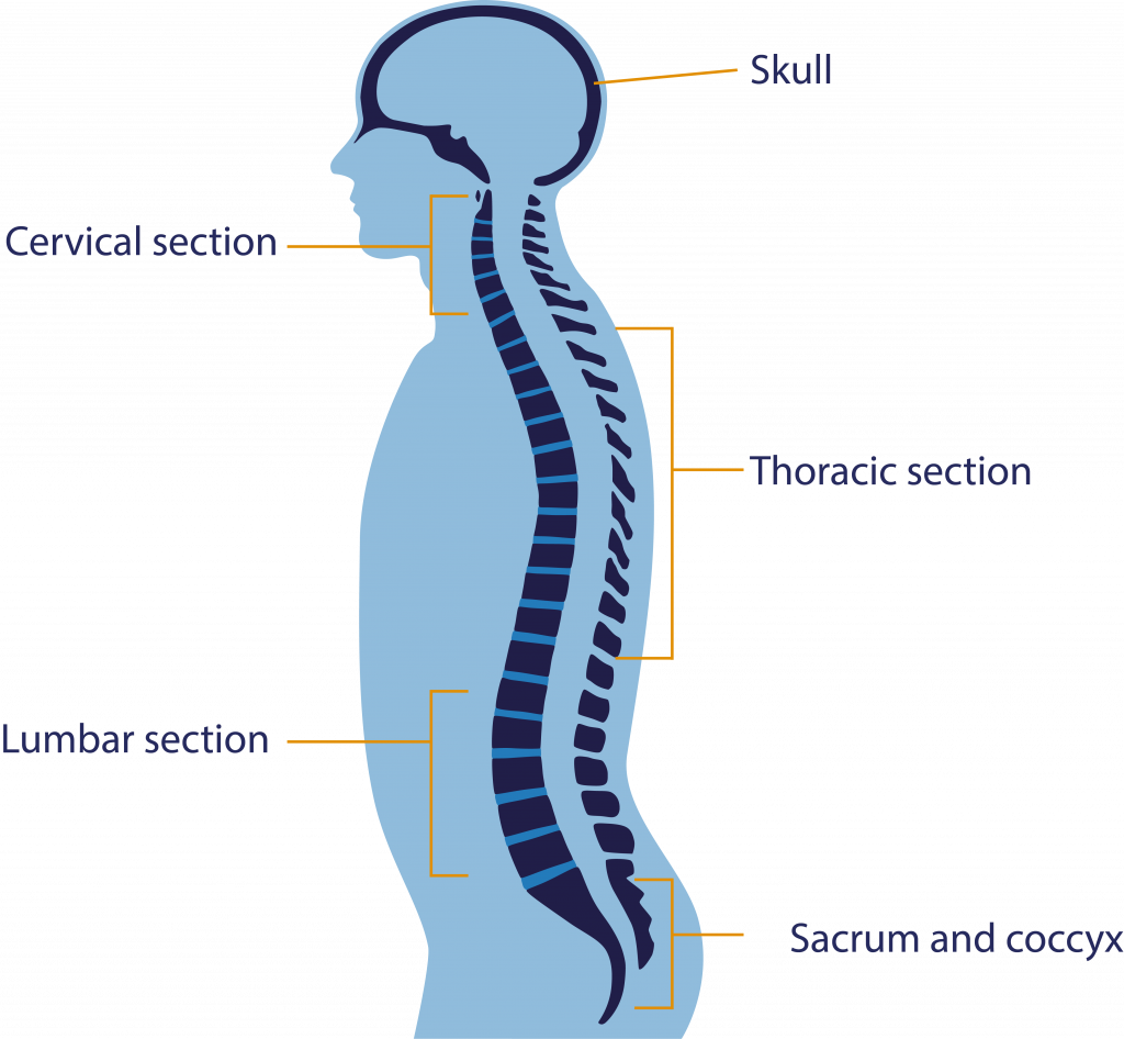 Anatomy Of The Spine - Diagram (1024x946), Png Download