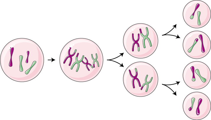 Genetics - Chromosome - Circle (714x406), Png Download