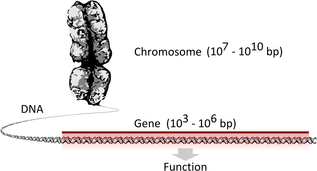 Chromosome Vs Gene - Gene Svg (1024x561), Png Download