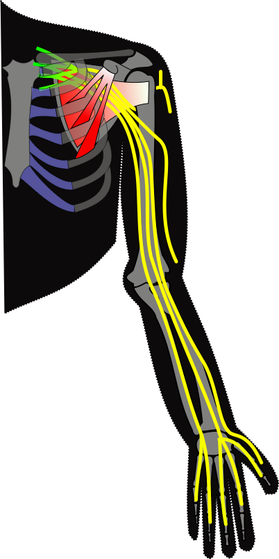 Ch13 Brachial Plexus - Brachial Plexus (402x804), Png Download