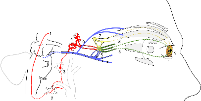 Scheme Showing Sympathetic And Parasympathetic Innervation - Sympathetic Nervous System (450x272), Png Download