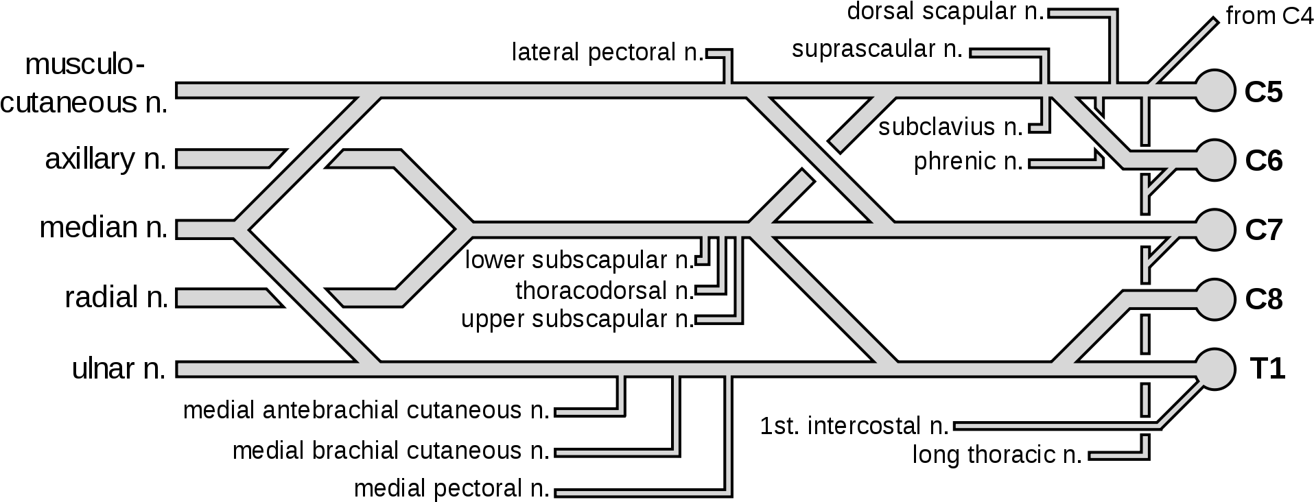 Open - Color Coded Brachial Plexus (2000x821), Png Download