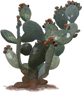 Estado De Conservación - Opuntia Png (300x424), Png Download
