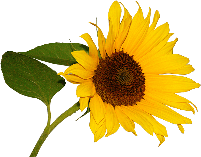 Girasol - Цветы Клипарт На Прозрачном Фоне (700x548), Png Download