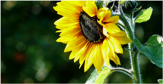 Algunos Datos Sobre El Girasol - Common Sunflower (560x315), Png Download