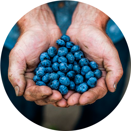 Events News Berryco Circle - News (436x436), Png Download