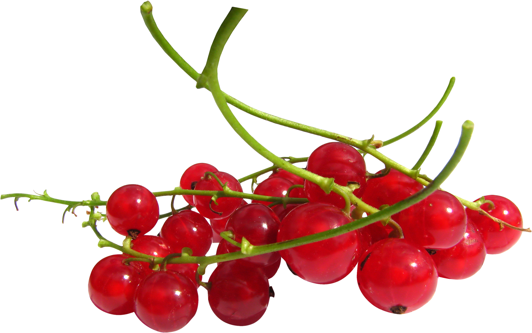 Red Currant Berries Png (1910x1248), Png Download