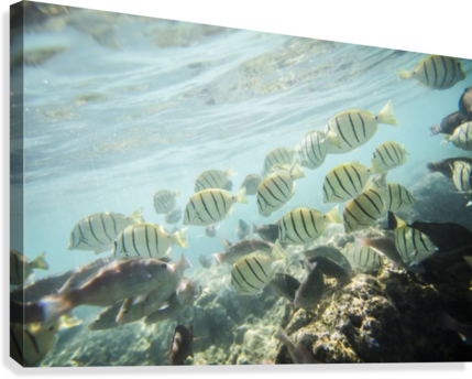 Under The Sea Canvas Print - Underwater (429x344), Png Download