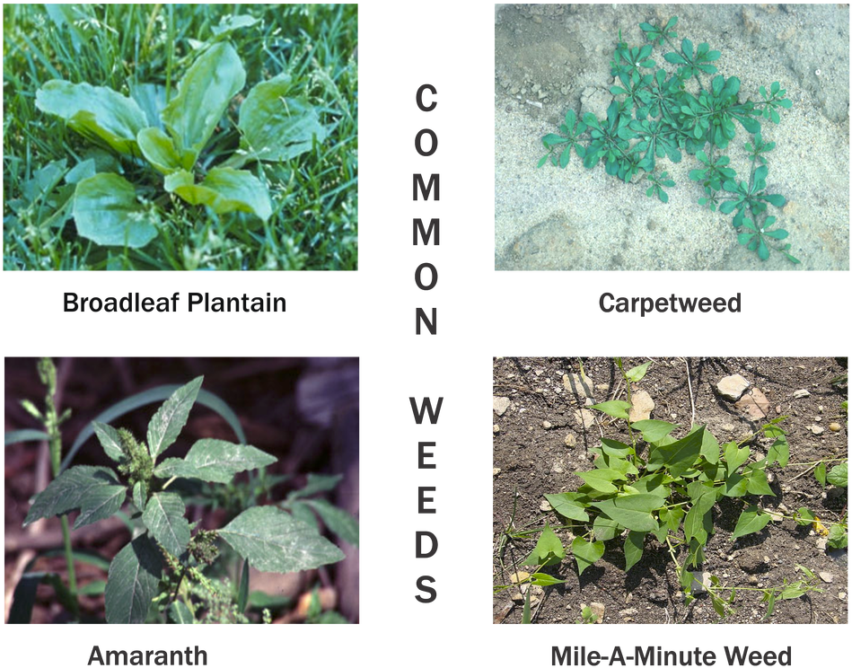 Plantain Weeds (1035x800), Png Download